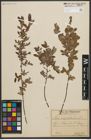 Foto von Salix myrtilloides L.